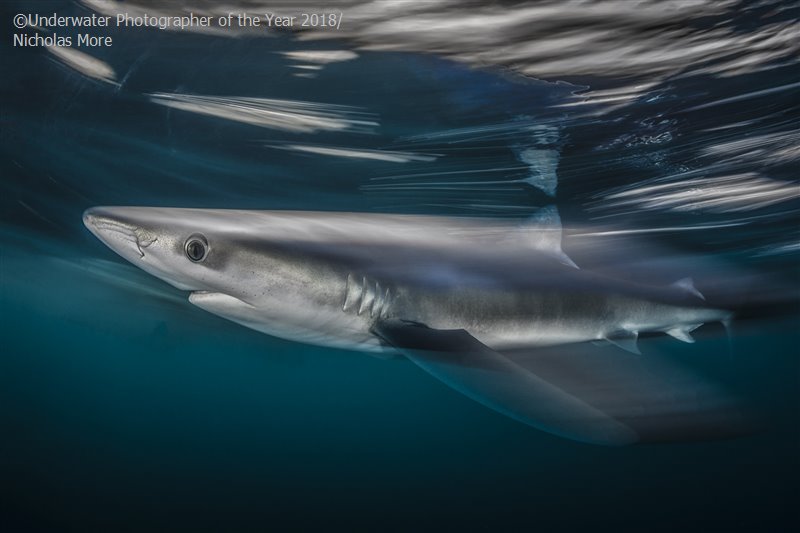 British Waters Wide Angle - Runner Up 'Shark Speed' - Nicholas More
