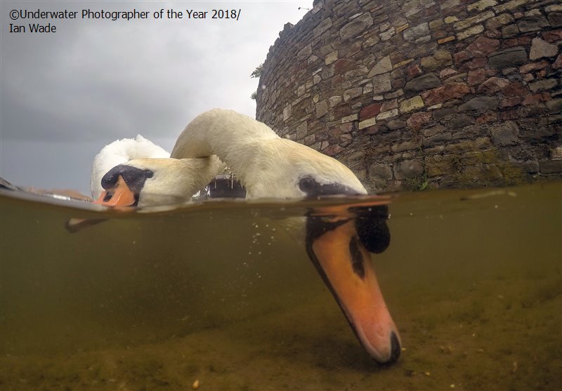 British Waters Compact - Runner Up 'Intertwined Mute Swans' - Ian Wade