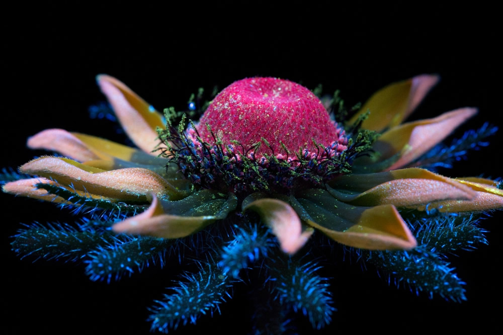 Photographer Craig P. Burrows Captures Intensely Beautiful Flowers Under Ultraviolet Lights