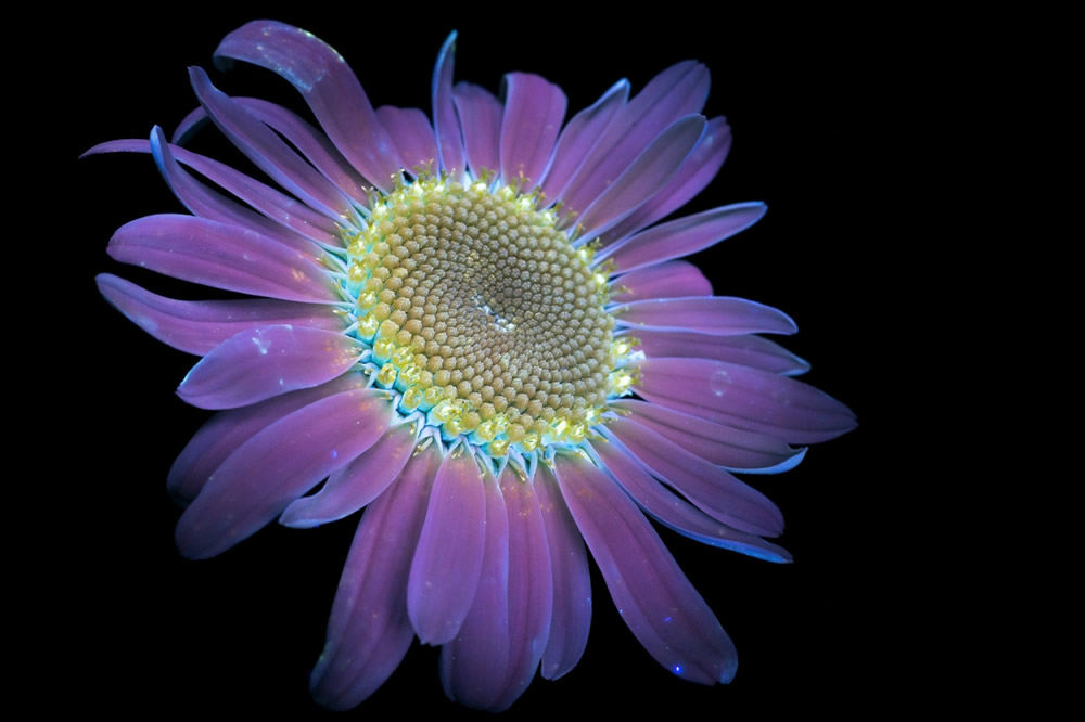 Photographer Craig P. Burrows Captures Intensely Beautiful Flowers Under Ultraviolet Lights