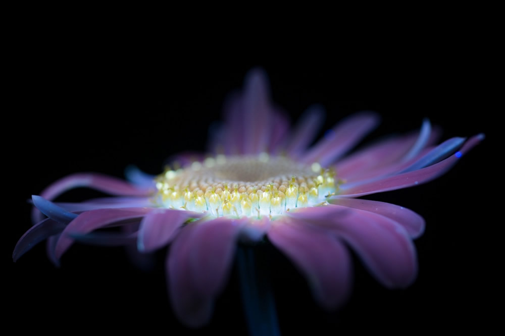 Photographer Craig P. Burrows Captures Intensely Beautiful Flowers Under Ultraviolet Lights