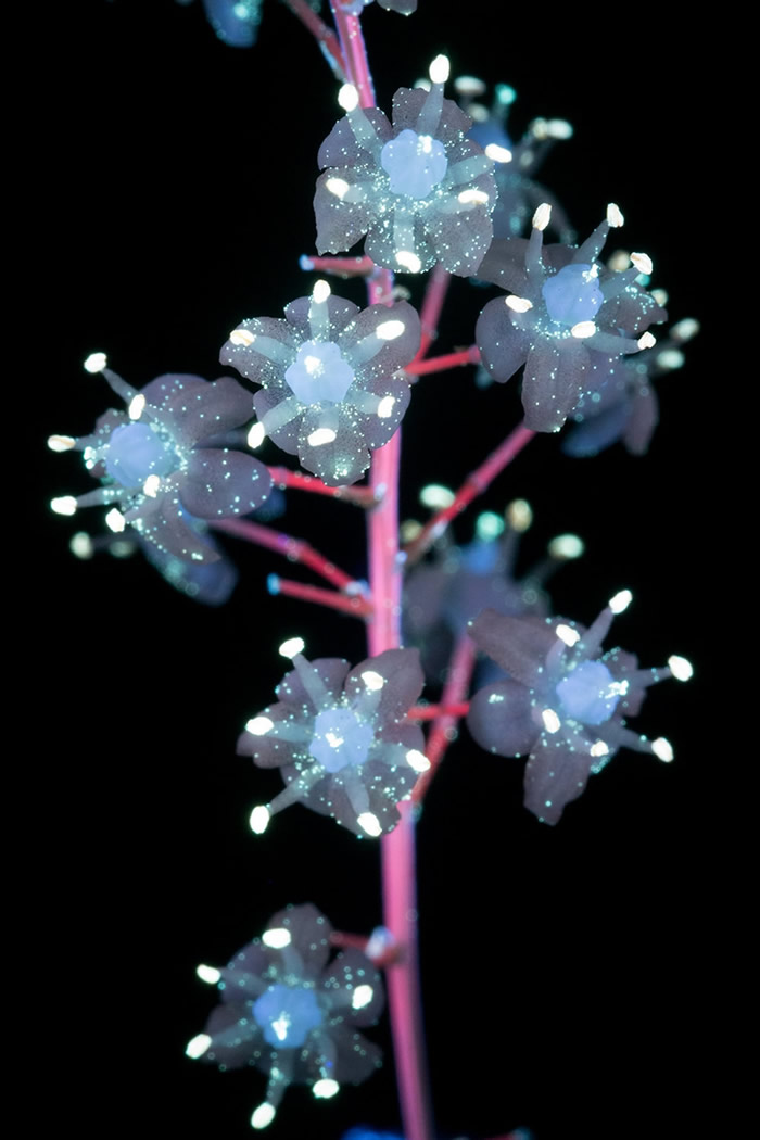 Photographer Craig P. Burrows Captures Intensely Beautiful Flowers Under Ultraviolet Lights
