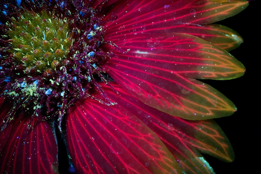 Photographer Craig P. Burrows Captures Intensely Beautiful Flowers Under Ultraviolet Lights