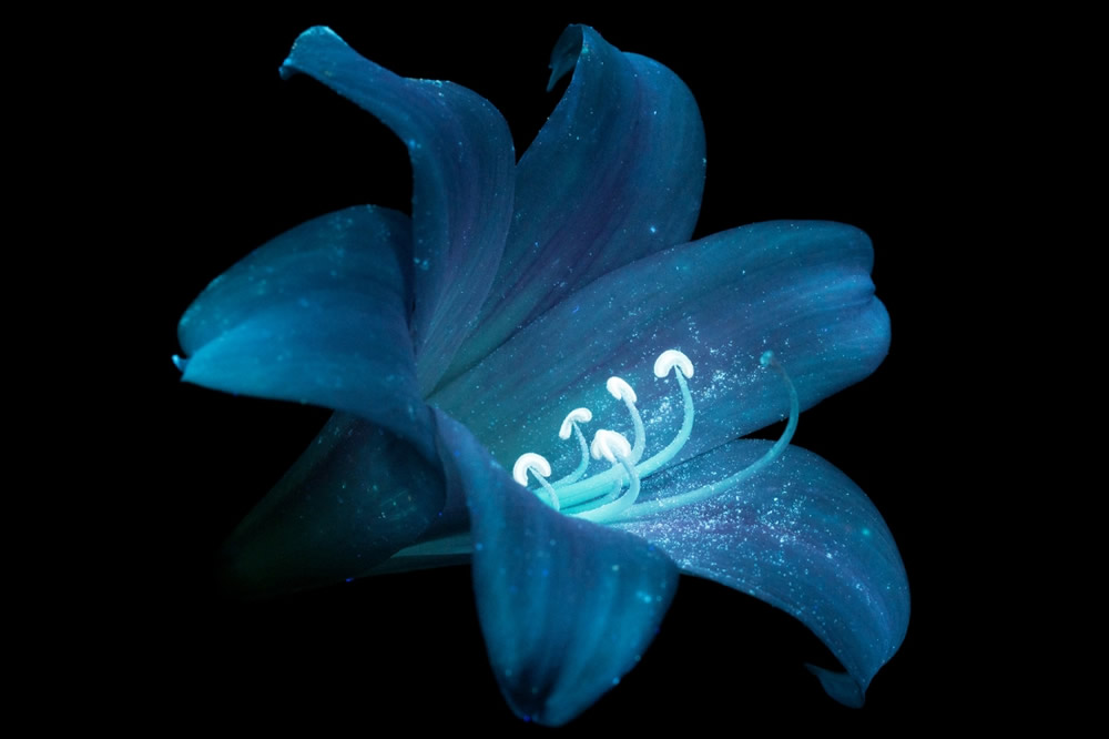 Photographer Craig P. Burrows Captures Intensely Beautiful Flowers Under Ultraviolet Lights