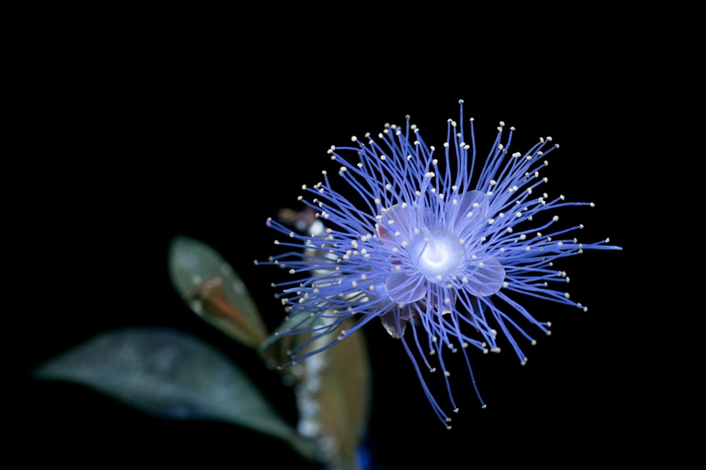 Photographer Craig P. Burrows Captures Intensely Beautiful Flowers Under Ultraviolet Lights