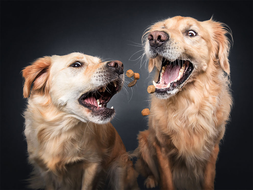 Photographer Christian Vieler Amazingly Captured The Portraits Of Dogs Catching Treats in Mid-Air