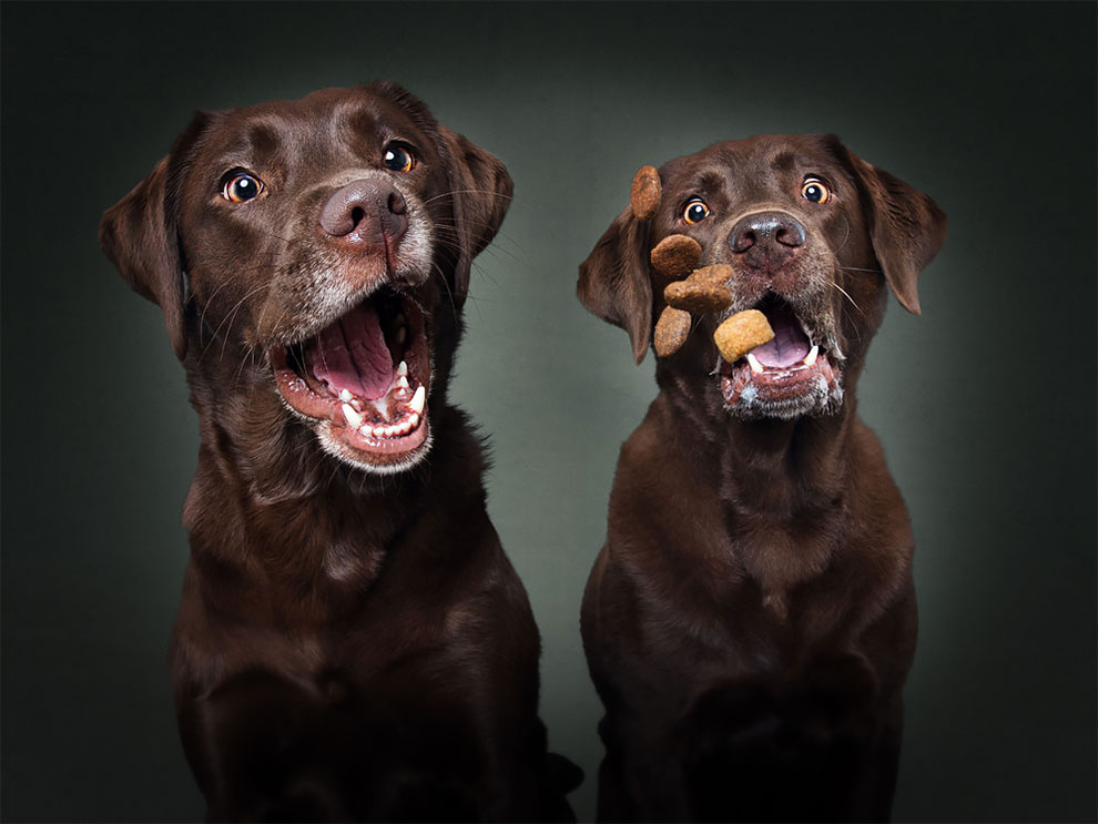 Photographer Christian Vieler Amazingly Captured The Portraits Of Dogs Catching Treats in Mid-Air