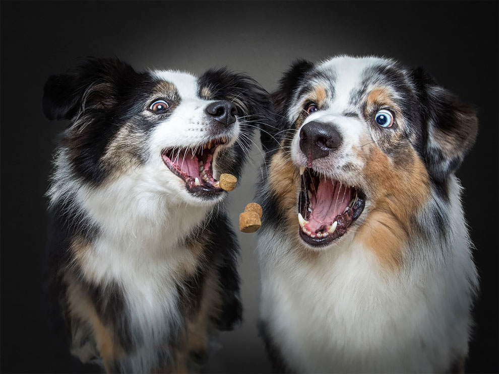 Photographer Christian Vieler Amazingly Captured The Portraits Of Dogs Catching Treats in Mid-Air