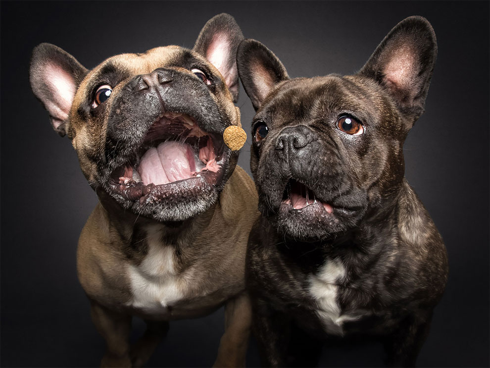 Photographer Christian Vieler Amazingly Captured The Portraits Of Dogs Catching Treats in Mid-Air