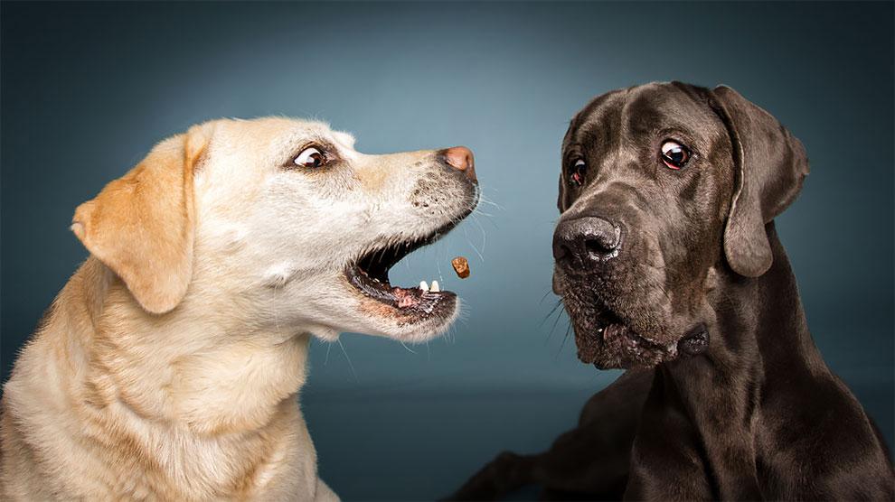 Photographer Christian Vieler Amazingly Captured The Portraits Of Dogs Catching Treats in Mid-Air