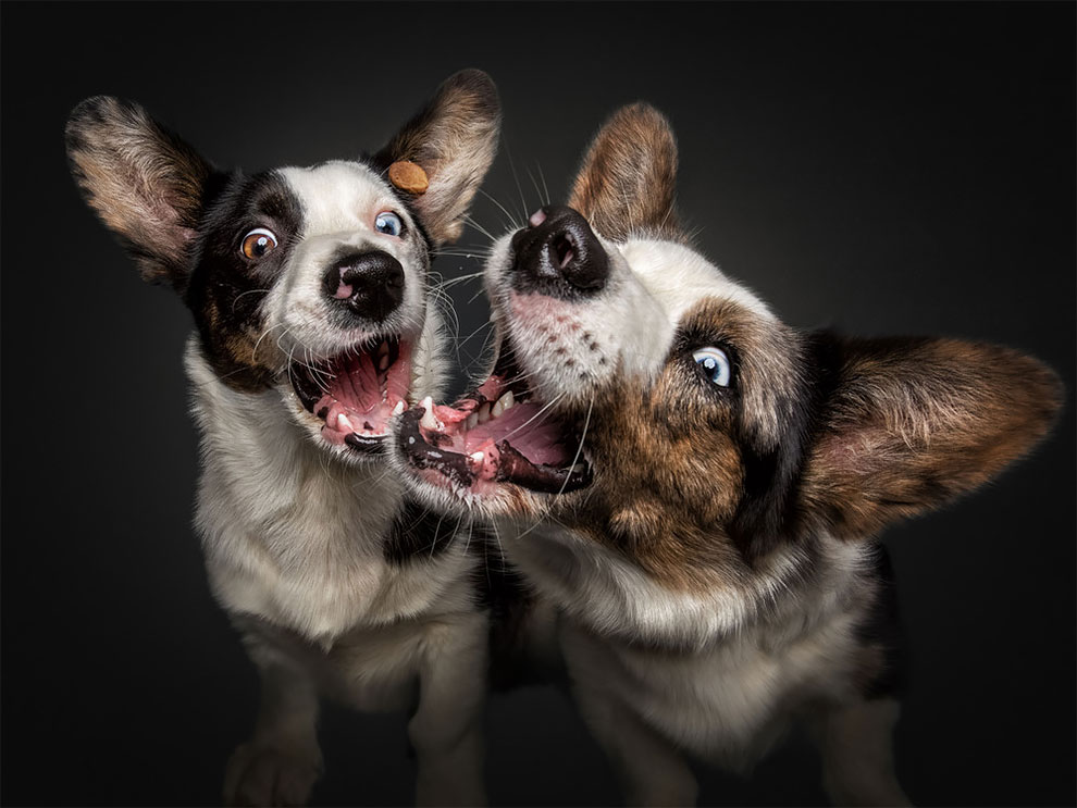 Photographer Christian Vieler Amazingly Captured The Portraits Of Dogs Catching Treats in Mid-Air