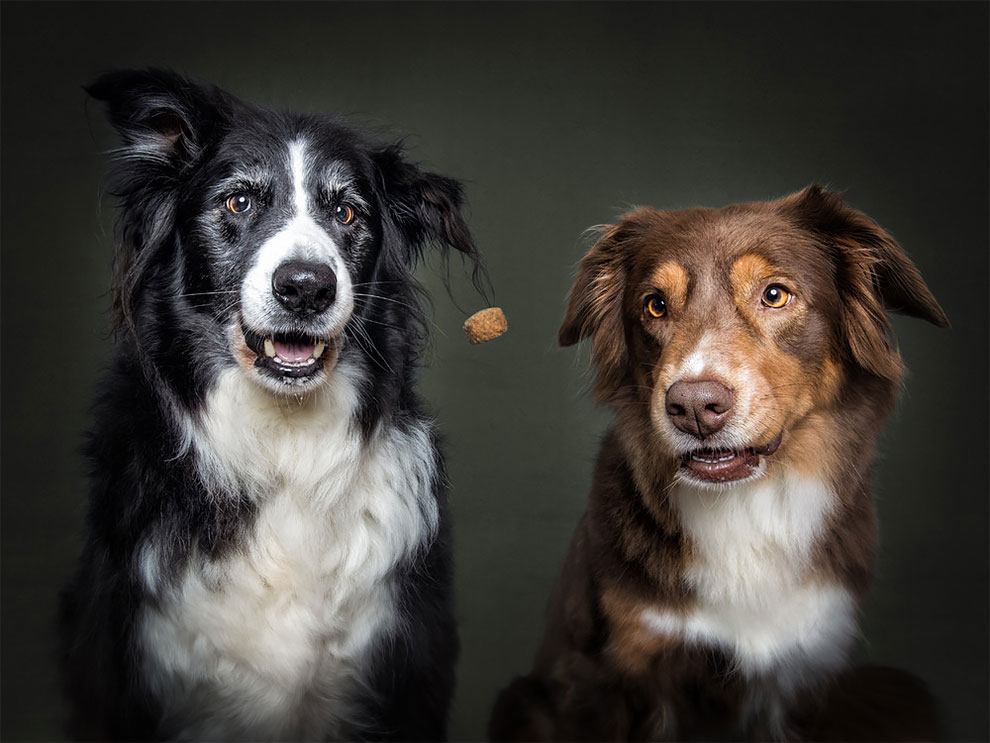Photographer Christian Vieler Amazingly Captured The Portraits Of Dogs Catching Treats in Mid-Air
