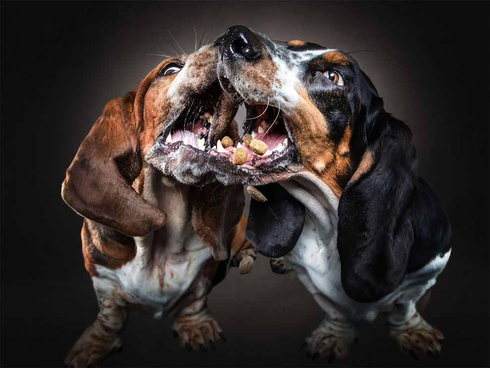 Photographer Christian Vieler Amazingly Captured The Portraits Of Dogs Catching Treats in Mid-Air