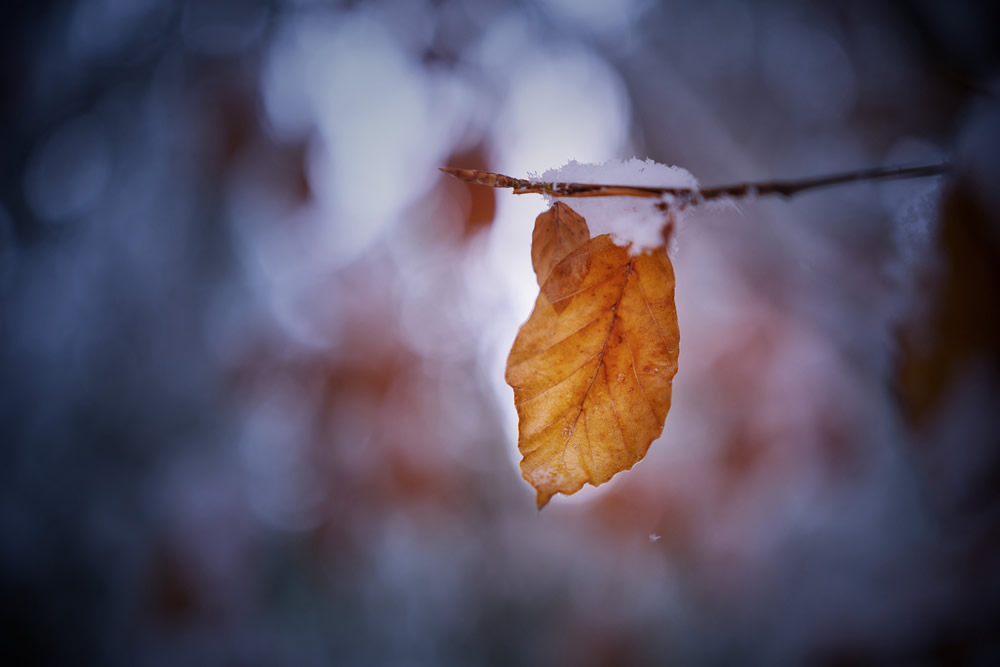 Interview With Swiss Nature Photographer Guillaume Kaufmann