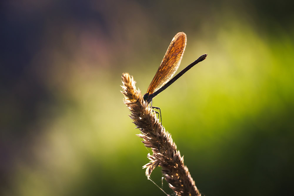 Interview With Swiss Nature Photographer Guillaume Kaufmann