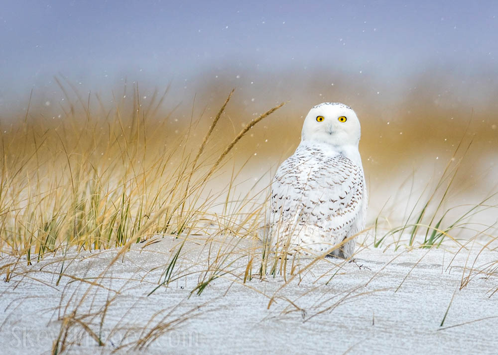 Interview With American Avian Photographer Scott Keys