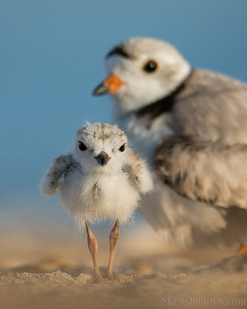 Interview With American Avian Photographer Scott Keys