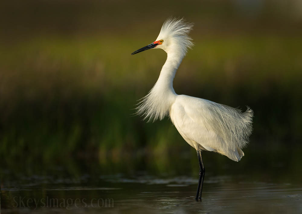 Interview With American Avian Photographer Scott Keys