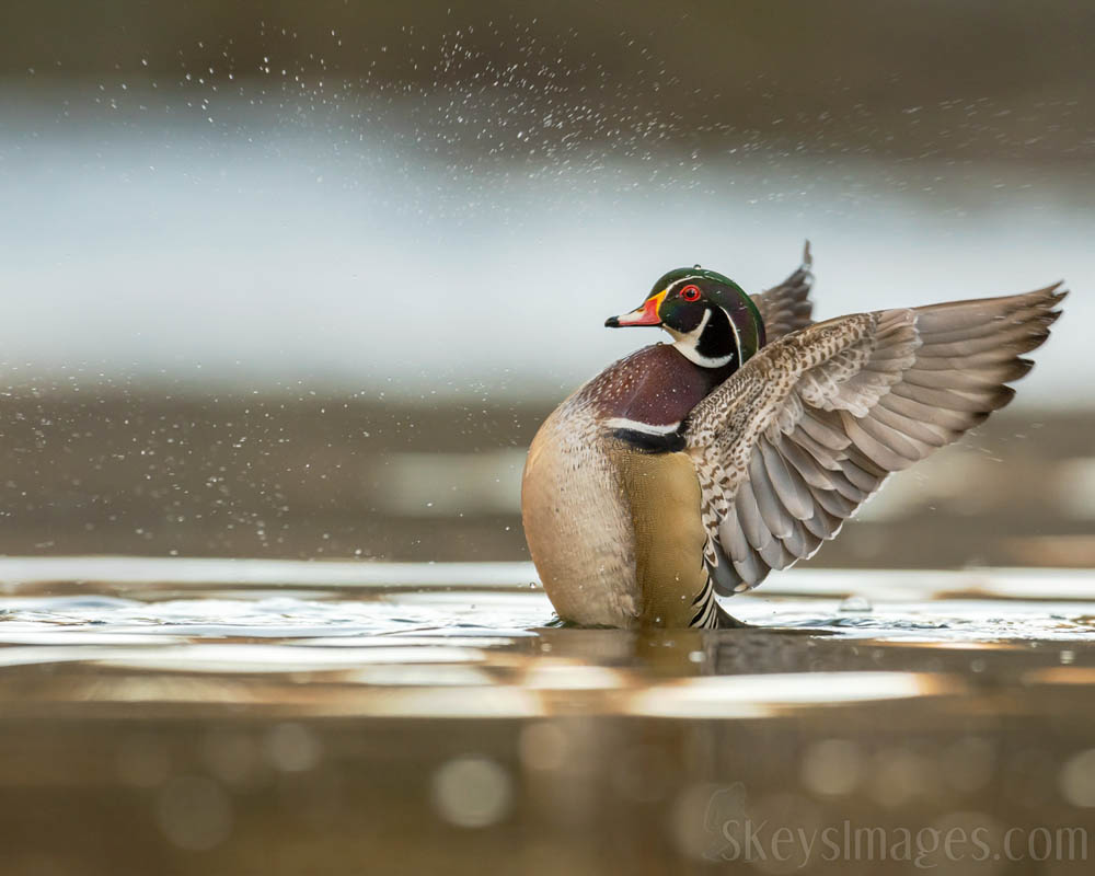 Interview With American Avian Photographer Scott Keys