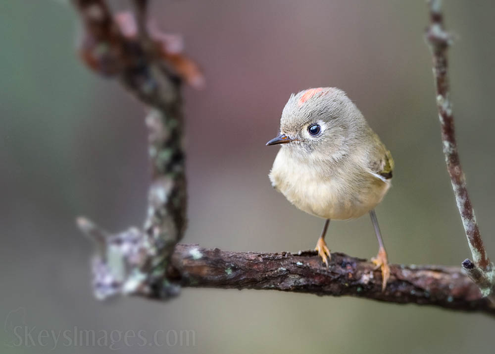 Interview With American Avian Photographer Scott Keys