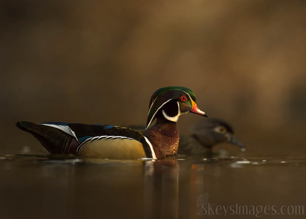 Interview With American Avian Photographer Scott Keys