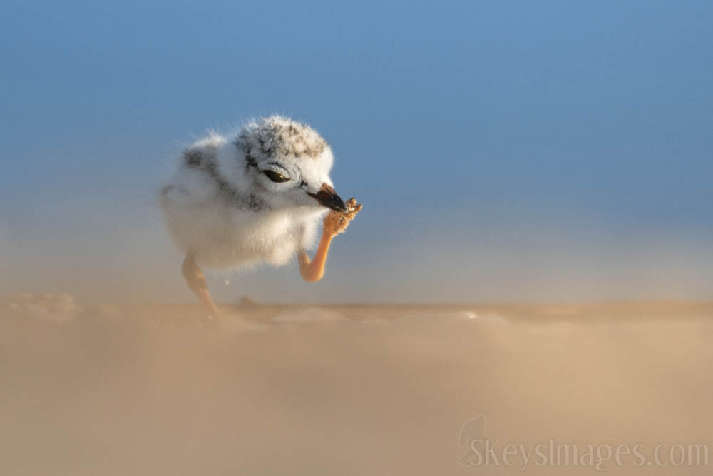 Interview With American Avian Photographer Scott Keys