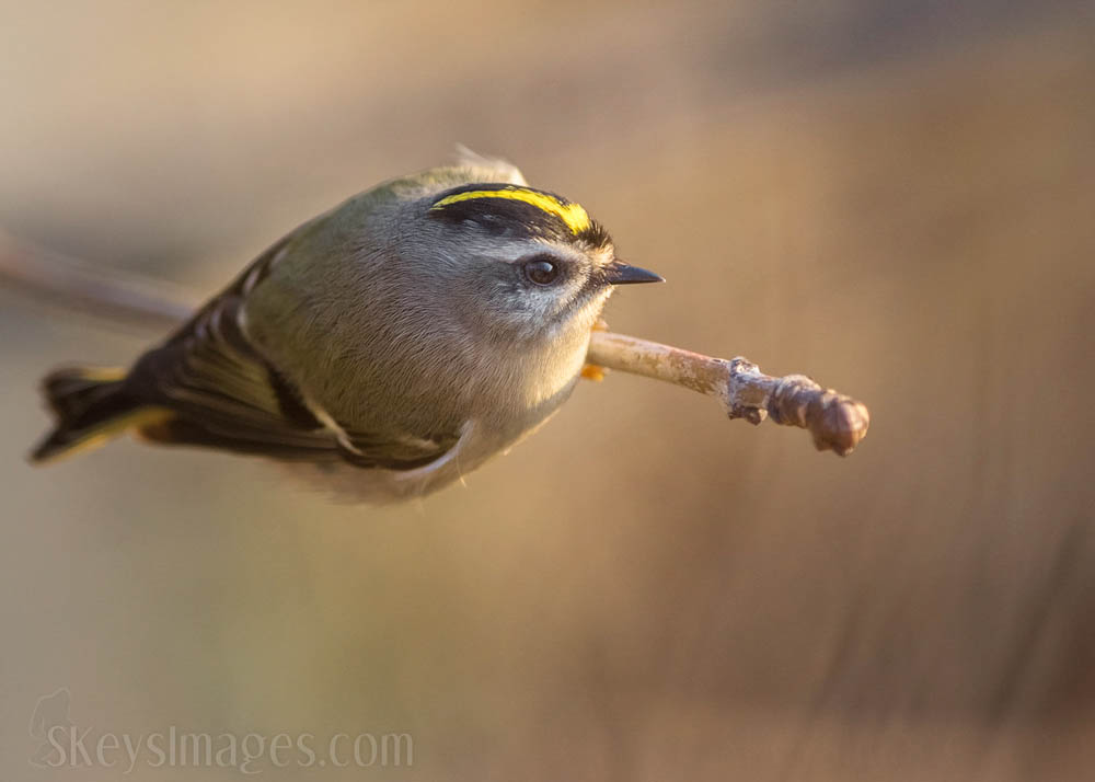 Interview With American Avian Photographer Scott Keys