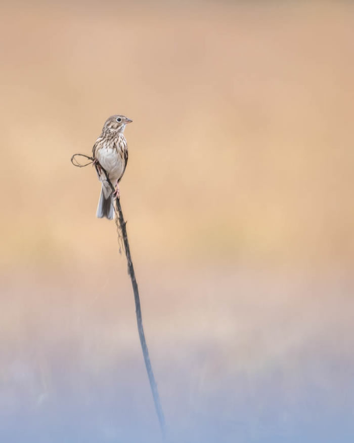 Interview With American Avian Photographer Scott Keys