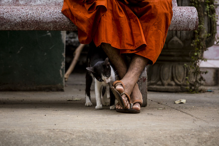 Little cat with monk