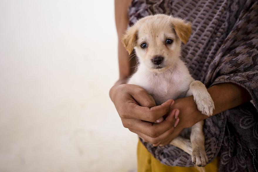 Little dog with young monk