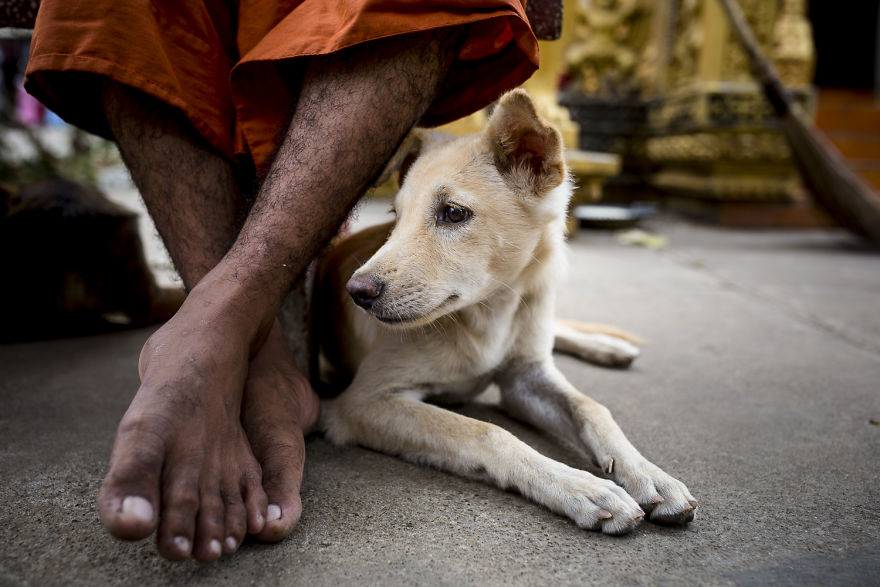 Dog in a temple