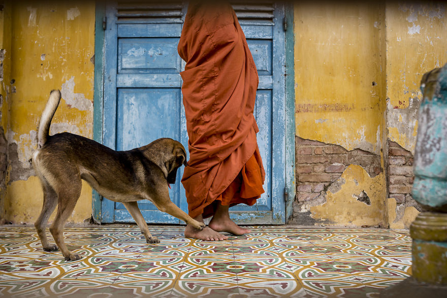 The dog wants to play the young monk