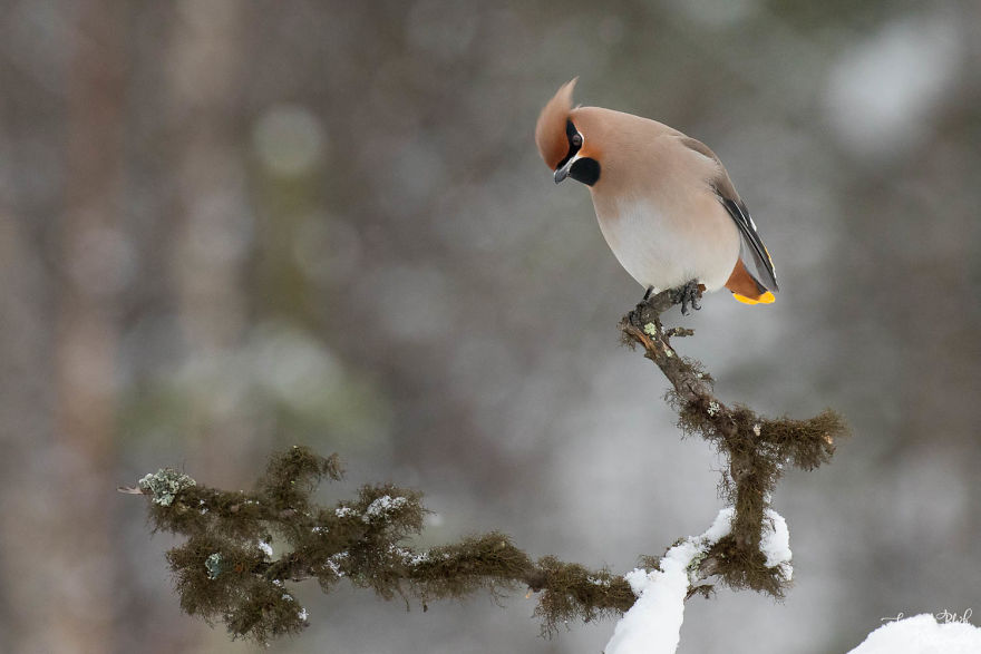 The Bohemian Waxwing, Gangster Of The North