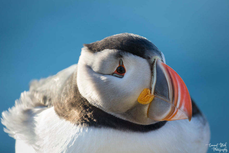 Atlantic Puffin, Nicknamed "Sea Parrot" In Several Languages