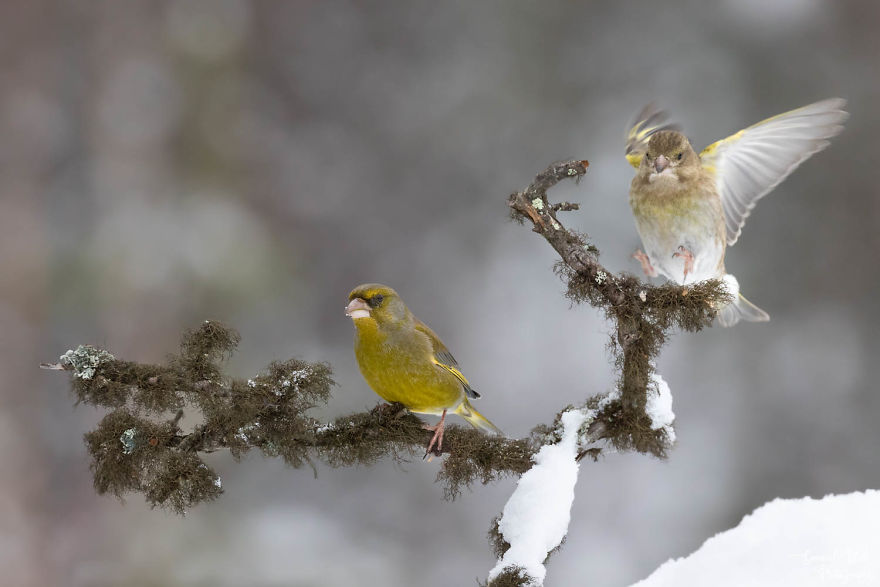 A Female Greenfinch Landing Next To Its Mate