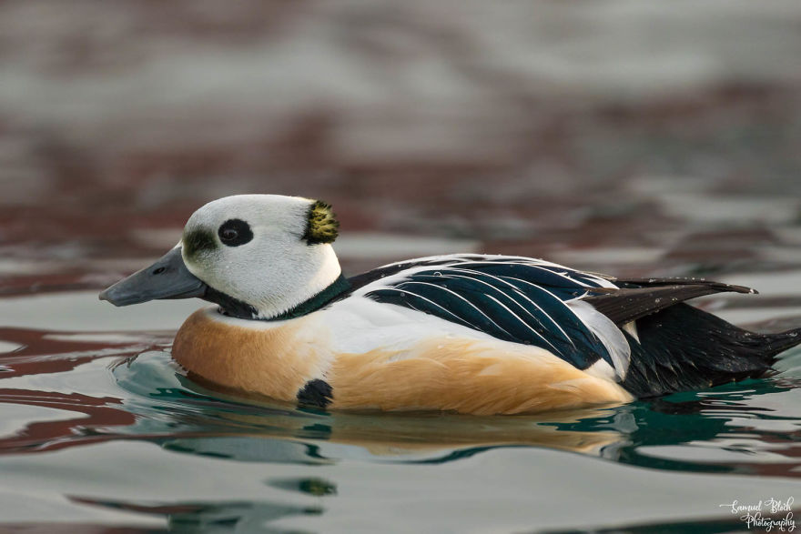 Steller's Eider Is My New Favourite Bird! Look At These Colours, At This Small Piece Of Broccoli At The Back Of The Head... Amazing!