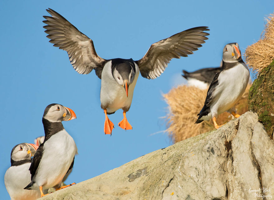 Puffin Landing