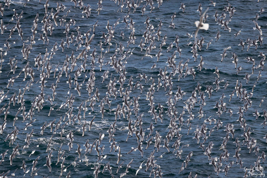 Kittiwake Ballet