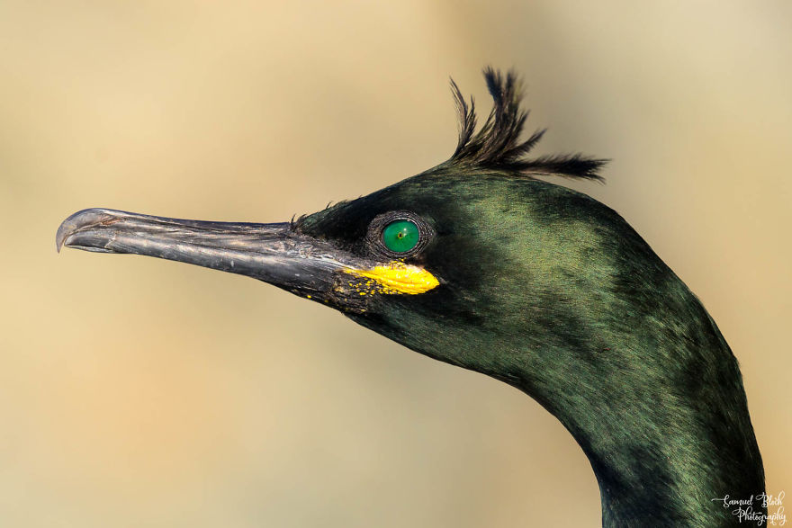 Shag Close-Up