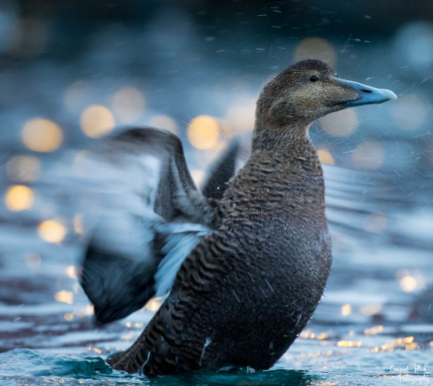 Female Common Eider Before Sunrise