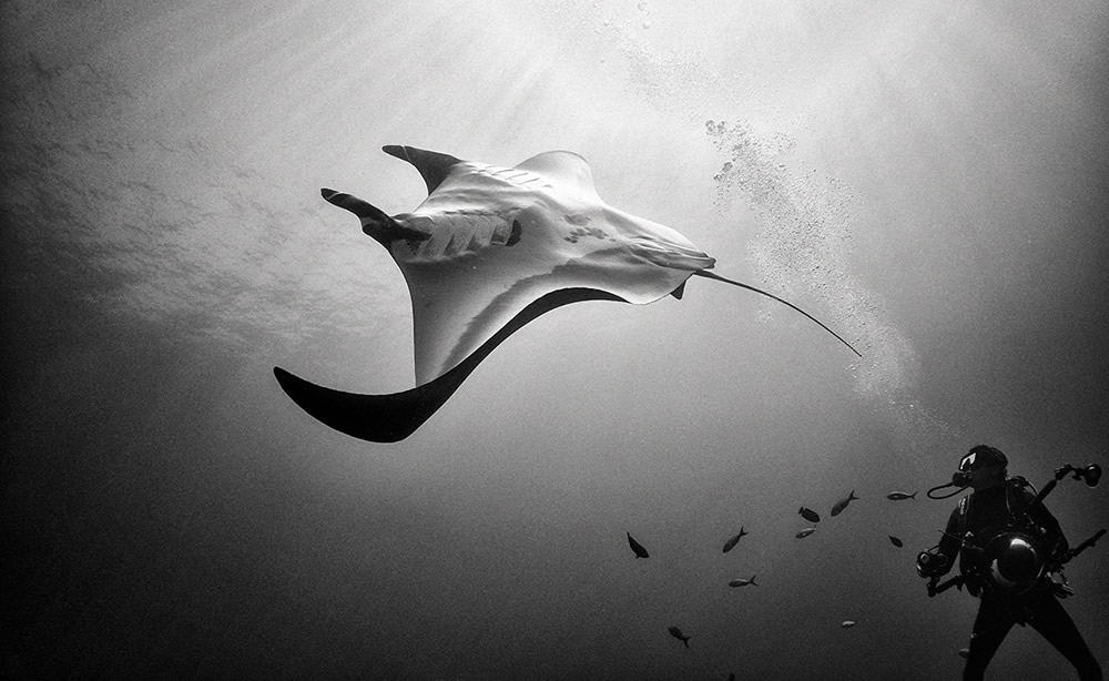 Beautiful Black And White Photographs Of Under The Sea By Anuar Patjane Floriuk