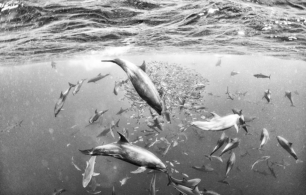 Beautiful Black And White Photographs Of Under The Sea By Anuar Patjane Floriuk