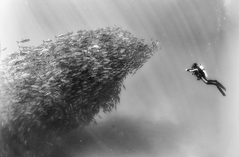 Beautiful Black And White Photographs Of Under The Sea By Anuar Patjane Floriuk