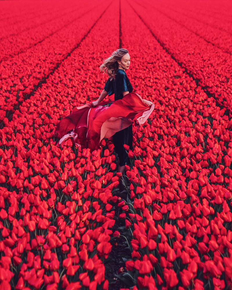 North Holland, Tulips Field. Model: Asya