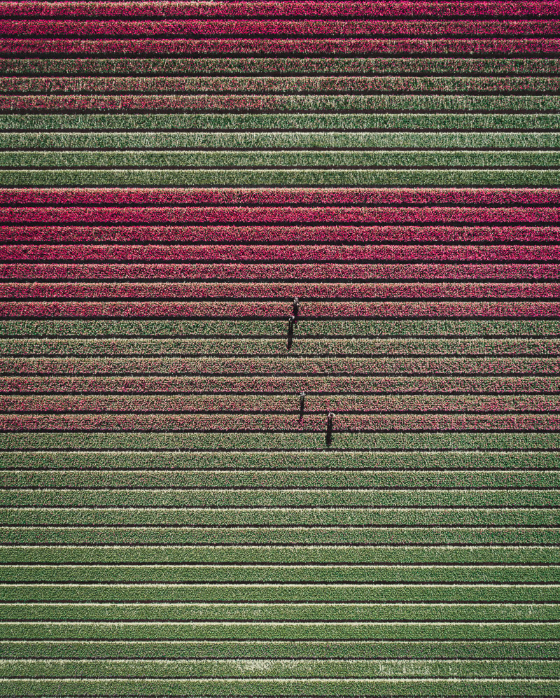 The Tulip: Photo Series By German Photographer Tom Hegen