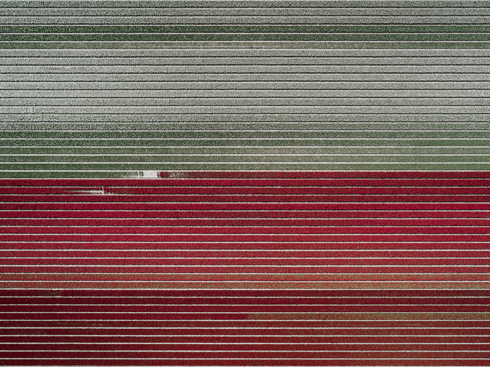 The Tulip: Photo Series By German Photographer Tom Hegen