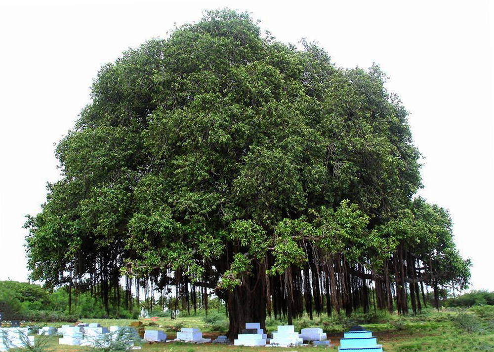 My Journey With Trees: Fascinating Photo Series By Dakshina Murthy ...