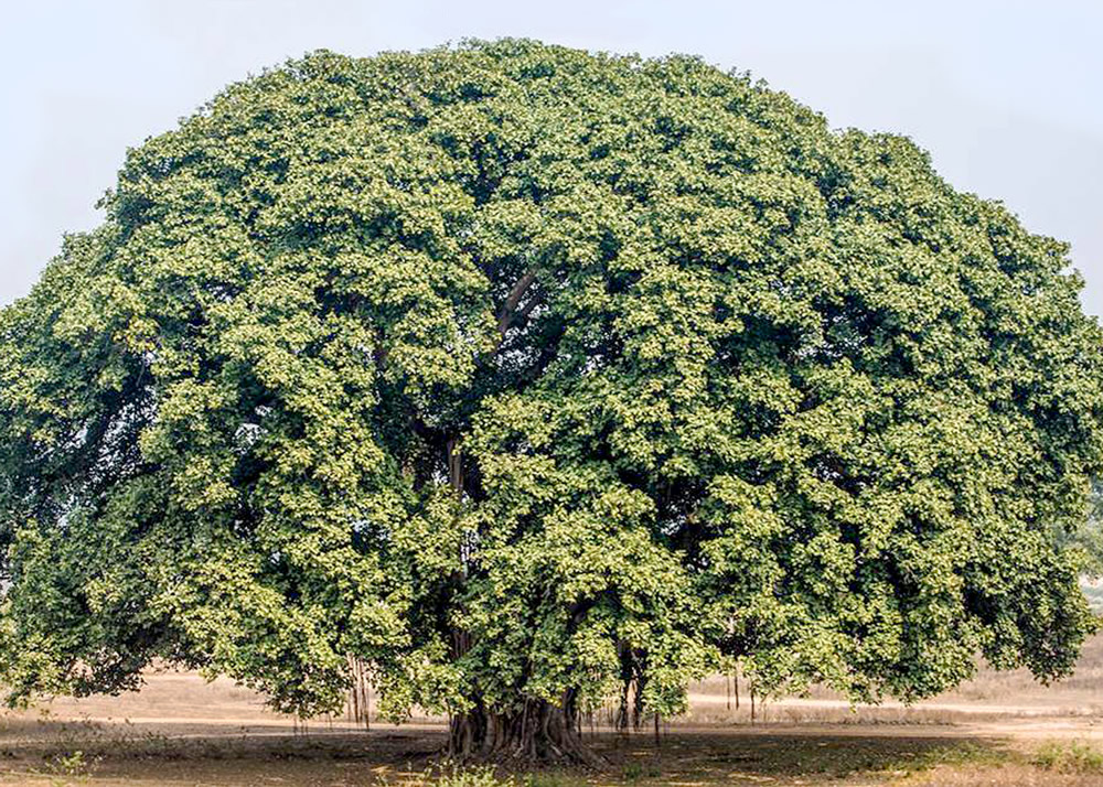 My Journey With Trees: Fascinating Photo Series By Dakshina Murthy ...