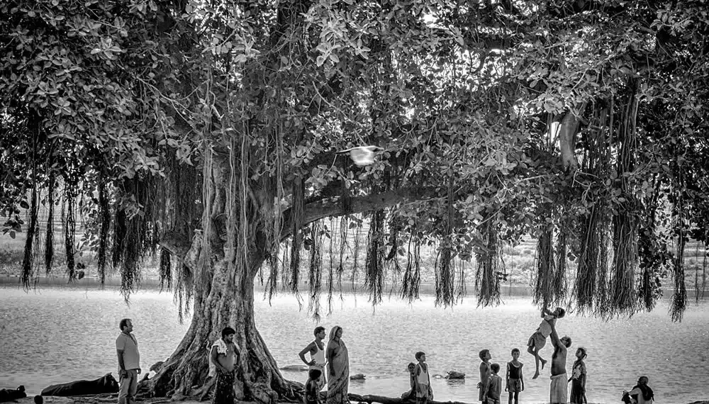Villagers gathering beneath a large banyan tree by a river, black and white photo