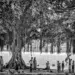 Villagers gathering beneath a large banyan tree by a river, black and white photo